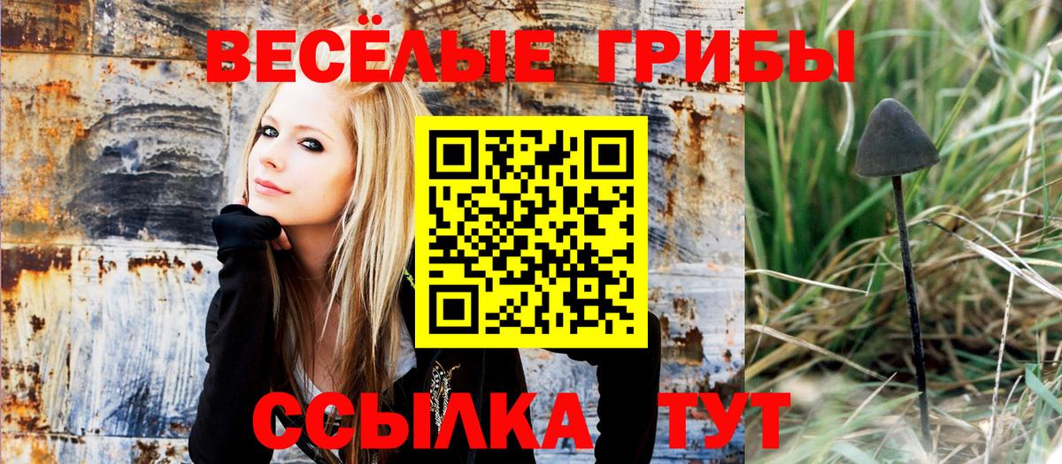 Псилоцибиновые грибы Psilocybe Боровичи